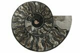 Cut/Polished Ammonite Fossil - Unusual Black Color #199169-3